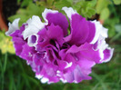 Petunia Purple Pirouette (2011, Jul.06)