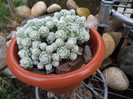 Mammillaria gracilis