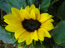 Sunflower (2011, July 10)