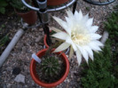 Floarea serii- echinopsis
