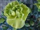 Dianthus Adorable JADE (2011, Aug.02)