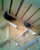 Black pigeons