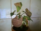 syngonium roz-multumesc Dianadia