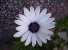 African Daisy (2011, July 24)