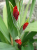 Red Gladiolus (2010, June 18)