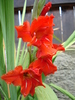 Red Gladiolus (2010, June 20)