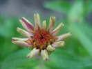 Zinnia_Youth-and-Old-Age (2011, Aug.07)