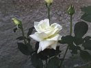 trandafir Virgo teahibrid