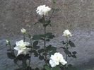 trandafir alb pentru flori taiate