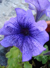 Blue petunia, 14aug2011