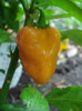 Orange Habanero Pepper (2011, Aug.18)