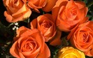 orange-roses--rose-flower-pictures-230