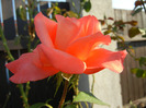 Rose Artistry (2011, August 20)