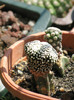 MAMMILLARIA luethyi