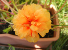 Portulaca grandiflora (2011, Aug.22)