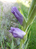 Purple Gladiolus (2011, August 24)