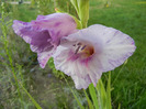 Purple Gladiolus (2011, August 25)