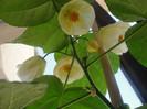 abuti giant white vine