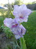 Purple Gladiolus (2011, August 27)