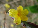 Jasminum nudiflorum (2011, March 18)