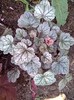 heuchera