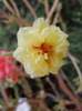 Portulaca grandiflora (2011, Sep.08)