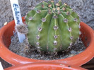 Echinopsis, boboc in premiera