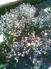 crizanteme globulare