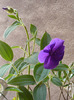 tibouchina