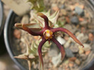 Caralluma baldratii