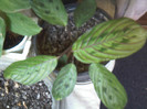 maranta