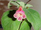 Kohleria