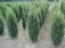 JUNIPERUS COM. HIBERNICA