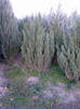 juniperus_chin_stricta