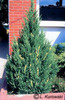 juniperus_chinensis_variegata