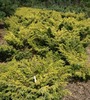 JUNIPERUS_COMMUNIS_DEPRESSA_AUREA