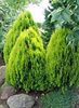 thuja orientalis aurea nana