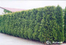 thuja_occidentalis_brabant