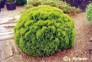 thuja_occidentalis_danica