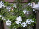 plumbago alb