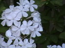 plumbago alb