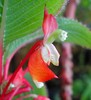 Impatiens_macrophylla_0028