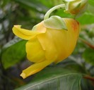 Impatiens_mirabilis_0739