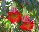 Red_Brugmansia_sanguinea_2036