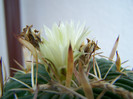 Floare de echinof. tricho spi.