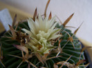 Floare de cactus e.t.