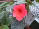 achimenes Glory