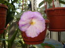 achimenes Blueberi riplle