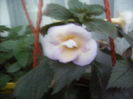 achimenes Golden lady