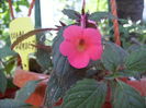 achimenes Coral sunset